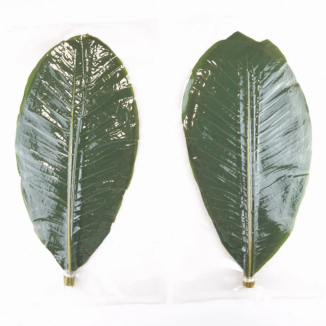 Biodegradable Fresh Hoba Leaves Serving Sheet (20 pcs)